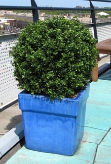 Artificial Outdoor UV Boxwood Topiary Plants Dubai