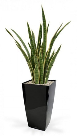 Artificial Sanseveria mother in law plant dubai